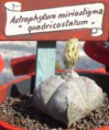 /album/cactaceae-a-c/astrophytum-miriostigma-quadricostatum-jpg/